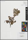 Foto von Salix arctica Pall.